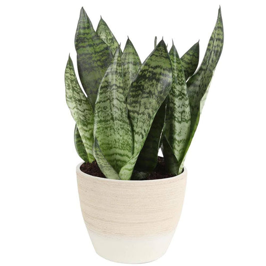 Costa Farms Growers Choice Snake Plant (Sansevieria) in 6 in. Decor Pot