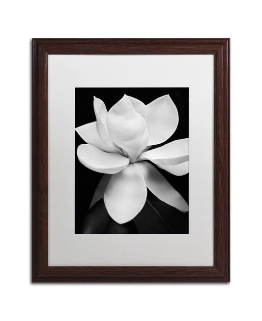 Trademark Fine Art Magnolia by Michael Harrison Framed Photographic Print - Size 20